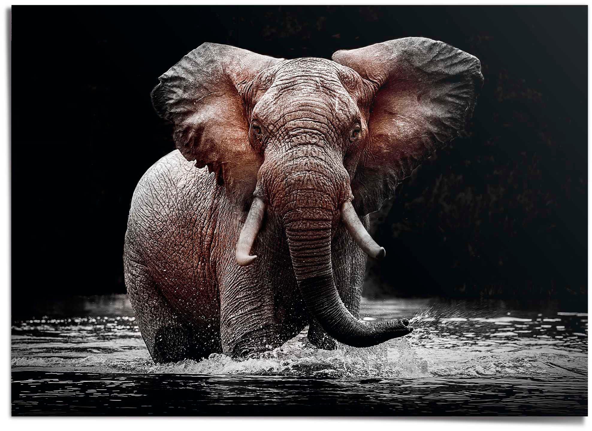 Reinders "Elefant" günstig online kaufen