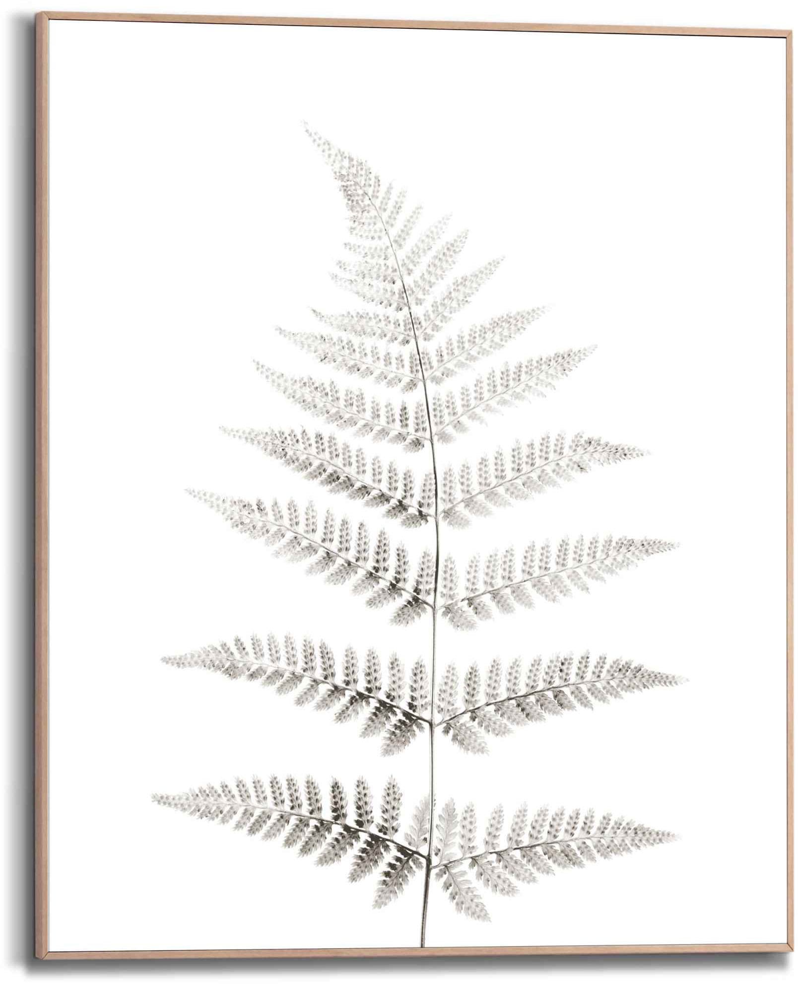 Reinders Bild "Farn Pflanz - Natur - Botanisch" 1 Stk. tlg.