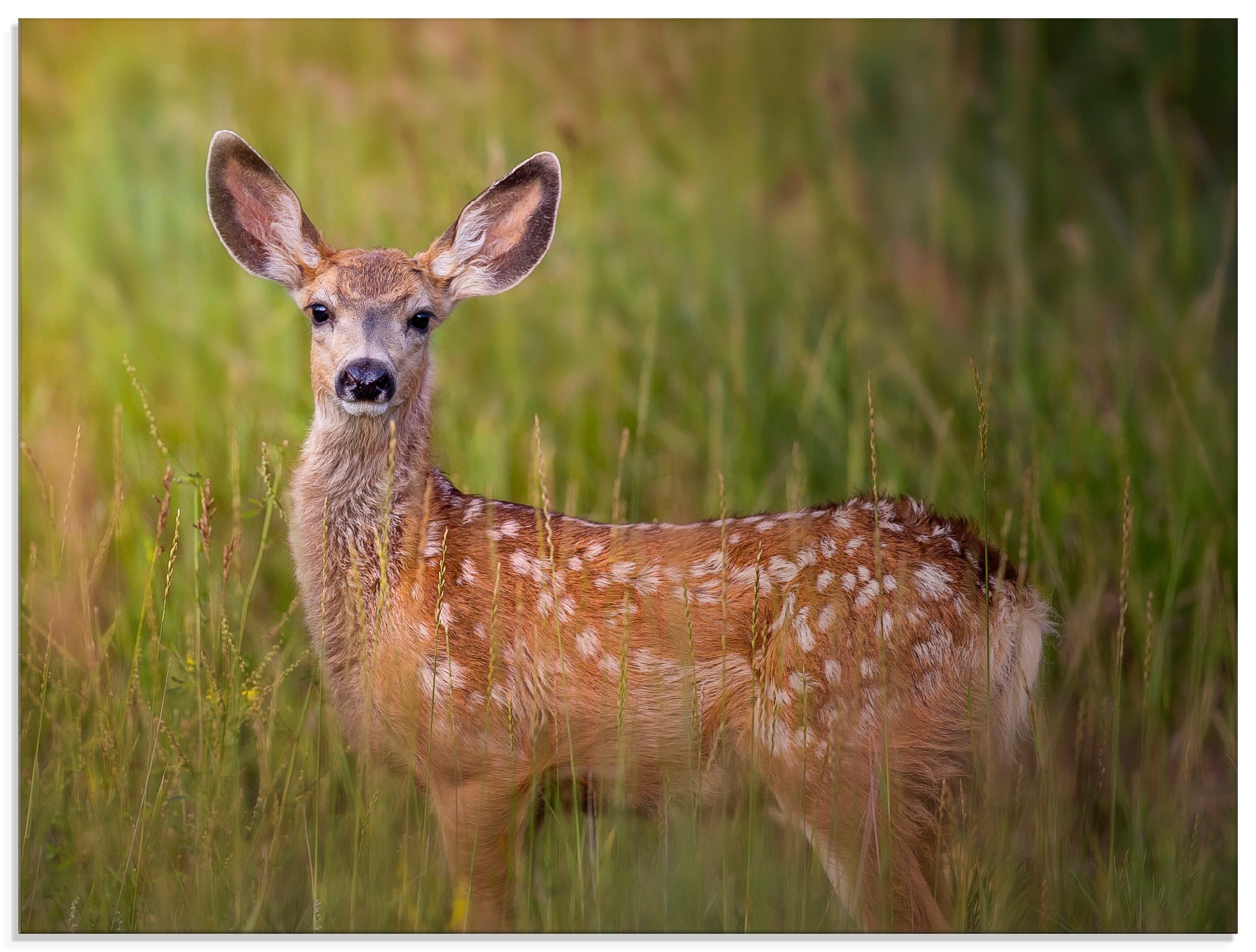 Wildtiere, St.), »Hirsch BAUR | verschiedenen in bestellen Glasbild Beobachtung Artland Größen (1 IV«,