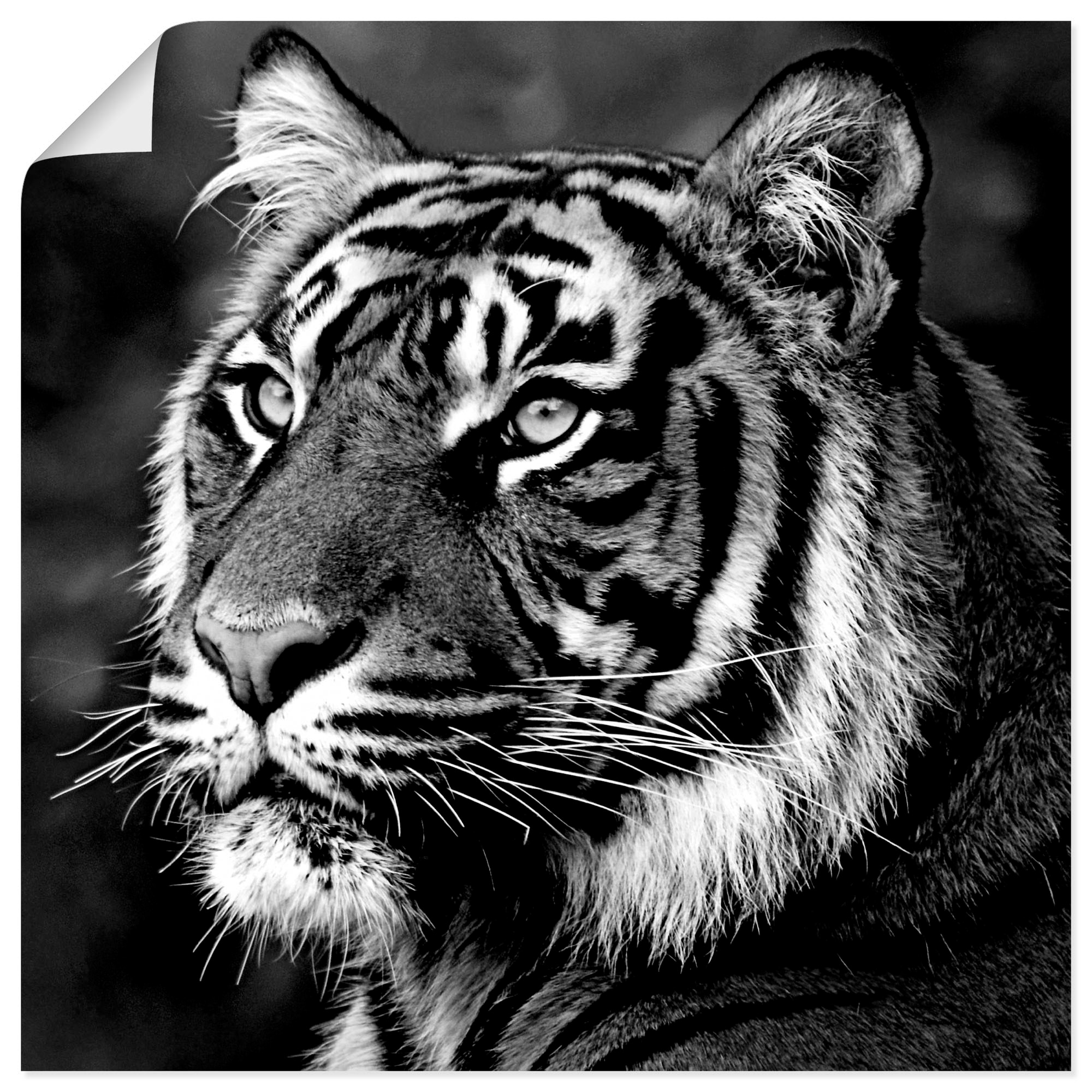 Artland Wandbild »Tiger«, Wildtiere, (1 St.), als Leinwandbild, Poster, Wandaufkleber in verschied. Größen