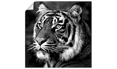 Wandbild »Tiger«, Wildtiere, (1 St.)