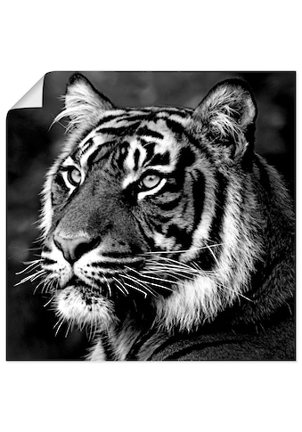Wandbild »Tiger«, Wildtiere, (1 St.), als Leinwandbild, Poster, Wandaufkleber in...