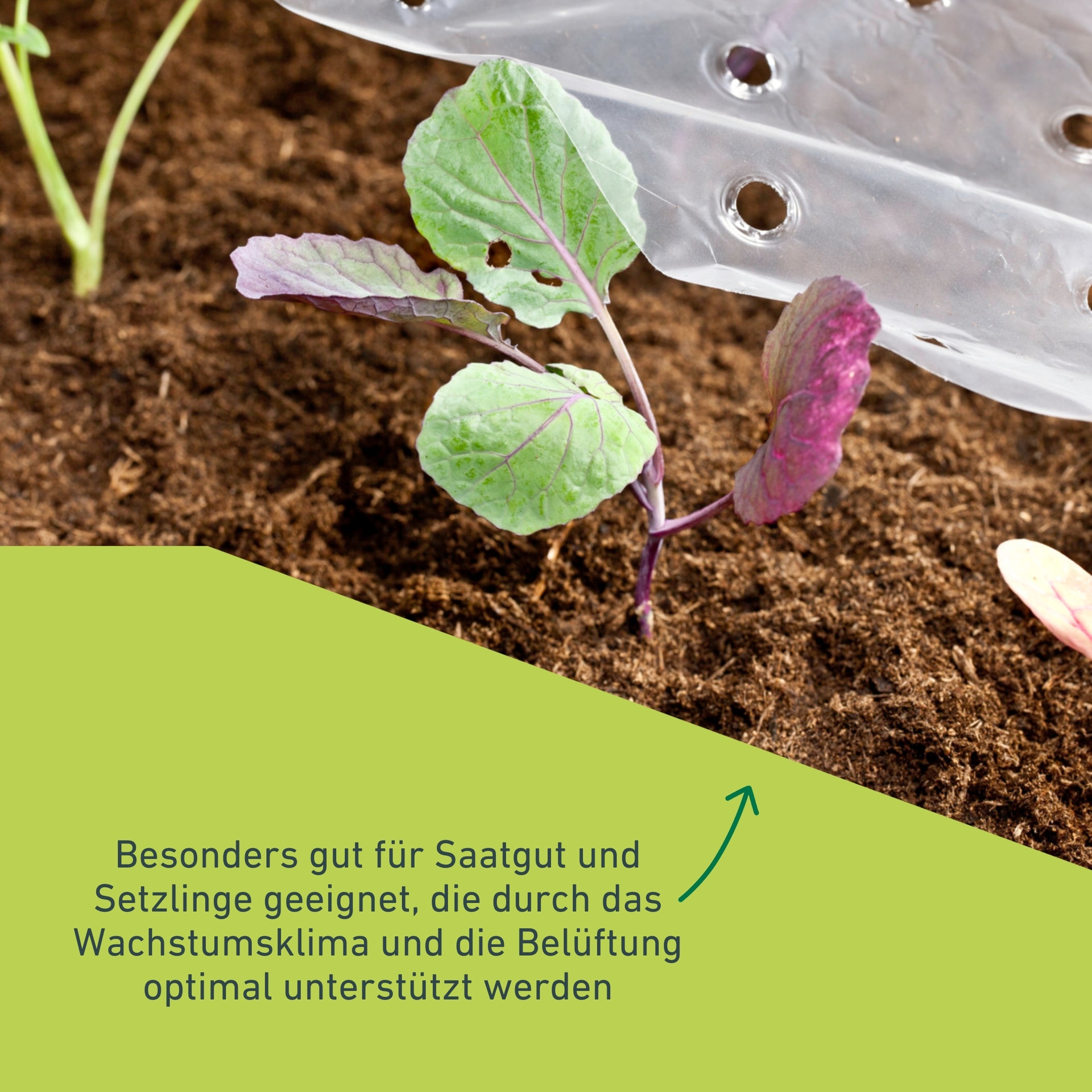 Windhager Schutzplane »Folie für Schutz der Pflanzen im Frühjahr, unterstützt die Pflanzen« gelocht für optimalen Wärmeaustausch, 10x1,5 m 20 µm