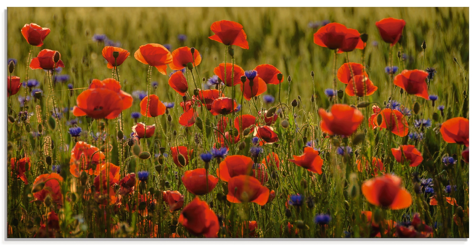 Artland Glasbild »Sommermohn«, Blumen, (1 St.), in verschiedenen Größen