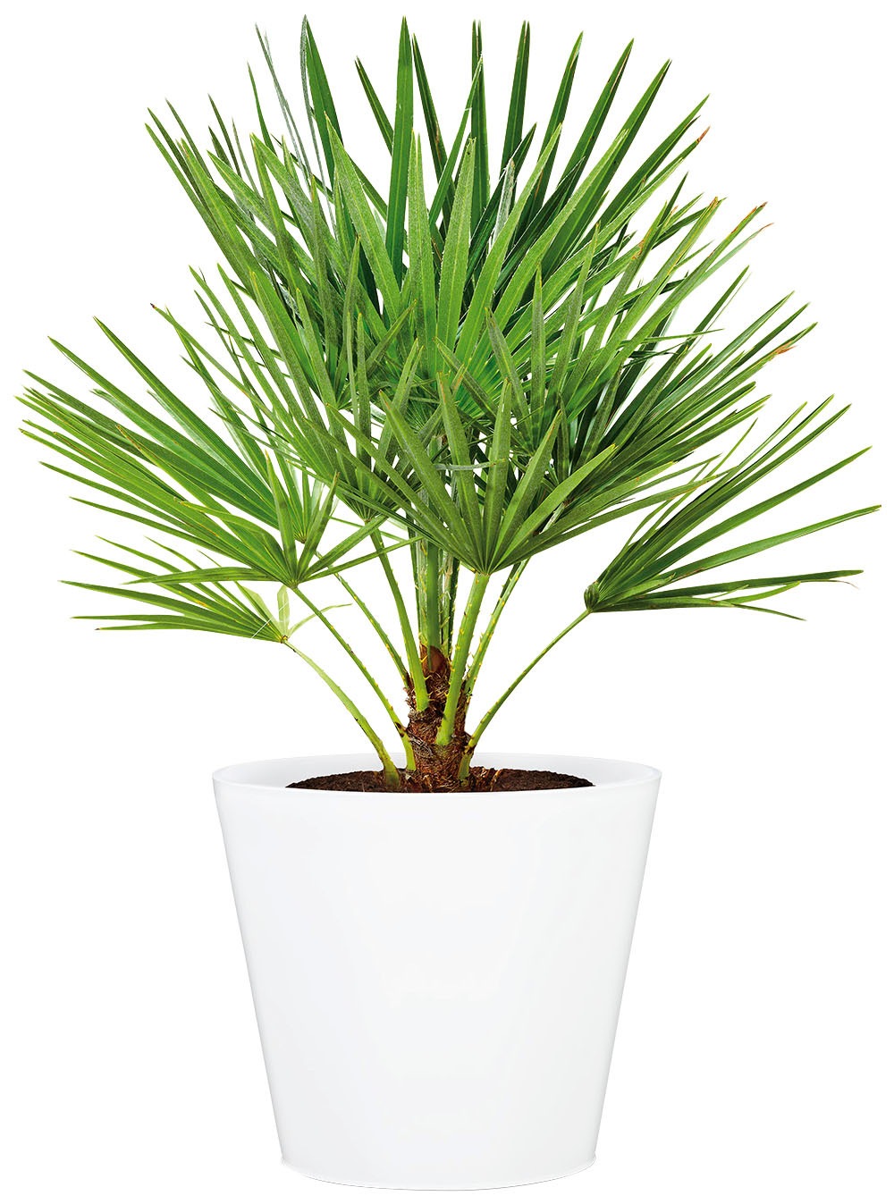Scheurich Blumentopf »40/226«