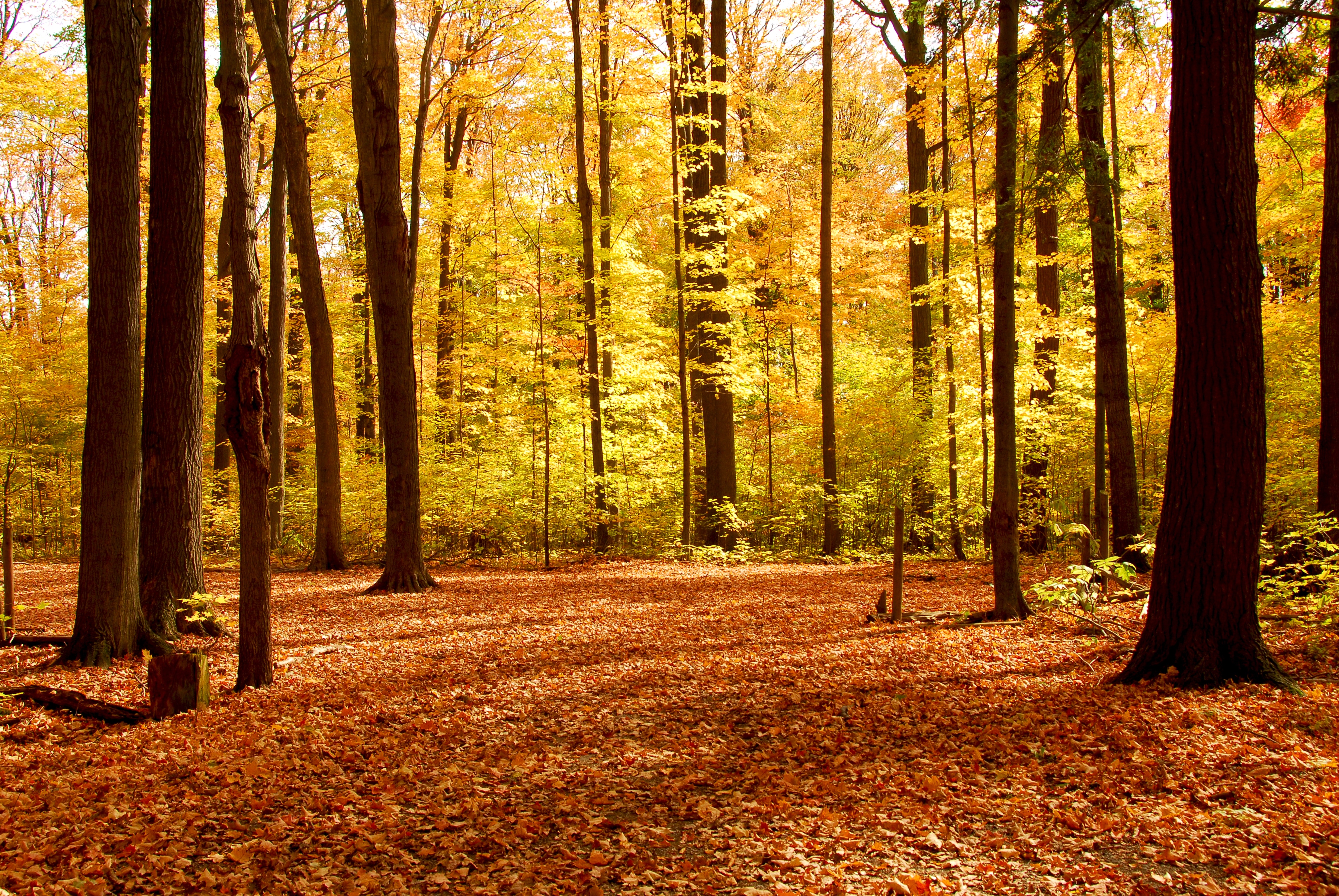 Papermoon Fototapete "Autumn Forest" glatt