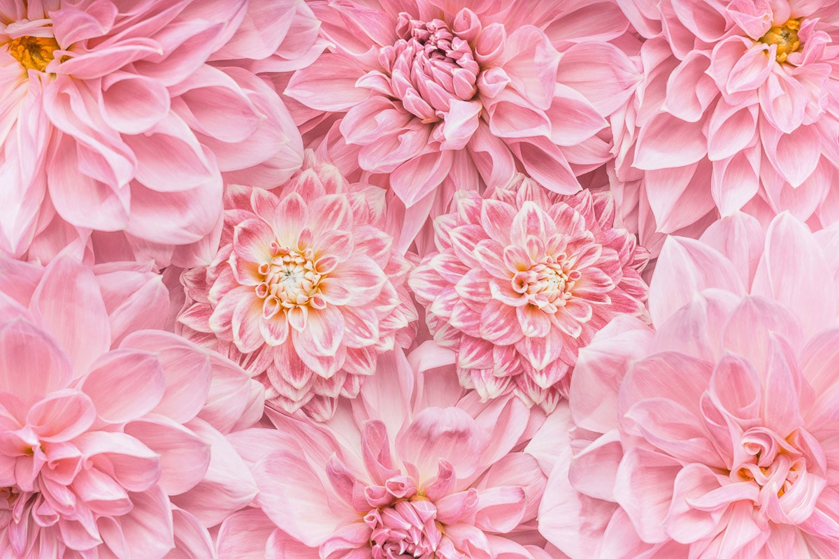 Papermoon "Blumen"