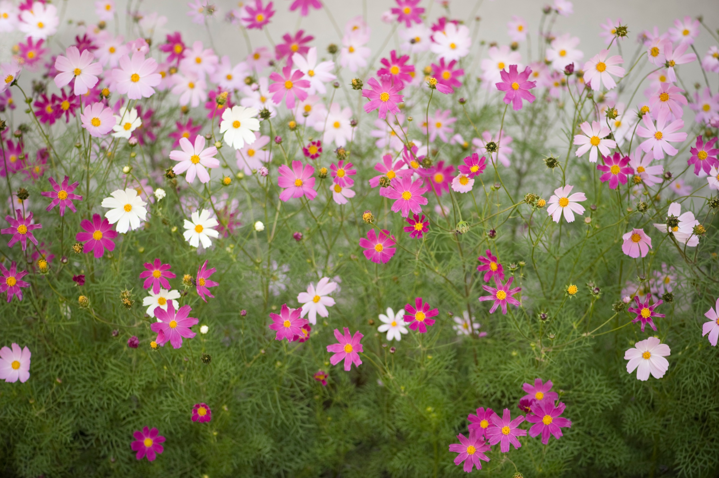 Papermoon Fototapete "Cosmos Flowers" glatt
