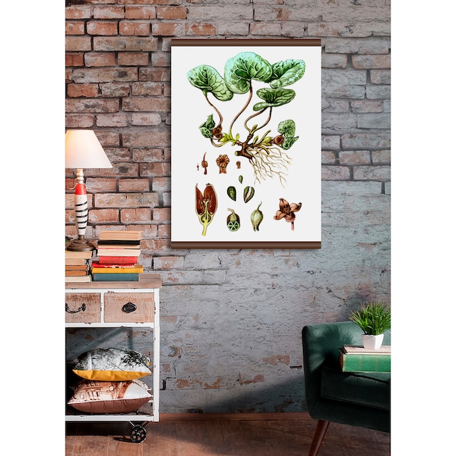 queence Leinwandbild »Pflanzen Anatomie«, 50x70 cm kaufen | BAUR
