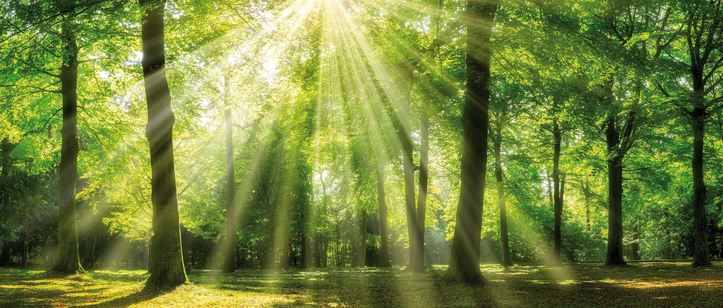 Bönninghoff "Wandbild WALD – Leinwandbild Keilrahmen" Bäume Natur Wald 1 Stk. tlg. auf Keilrahmen gespannt