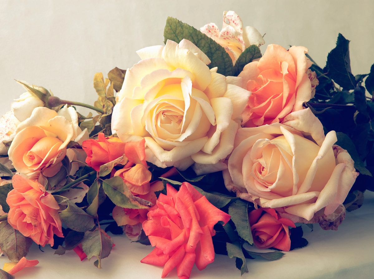 Papermoon Fototapete "Vintage Rosen"