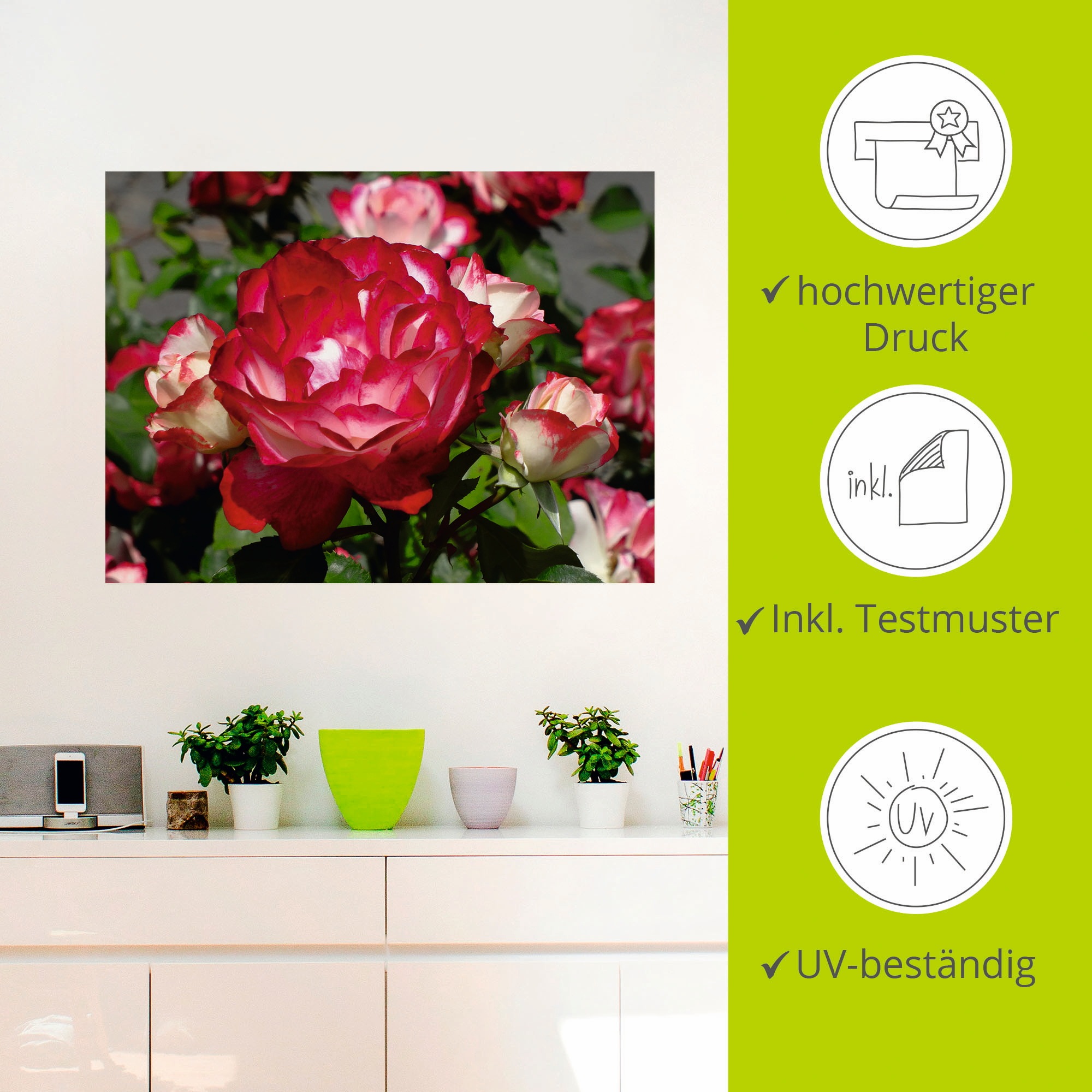 Artland Wandbild »Rot weiße Rosenblüte«, Blumen, (1 St.), als Poster, Wandaufkleber in verschied. Größen
