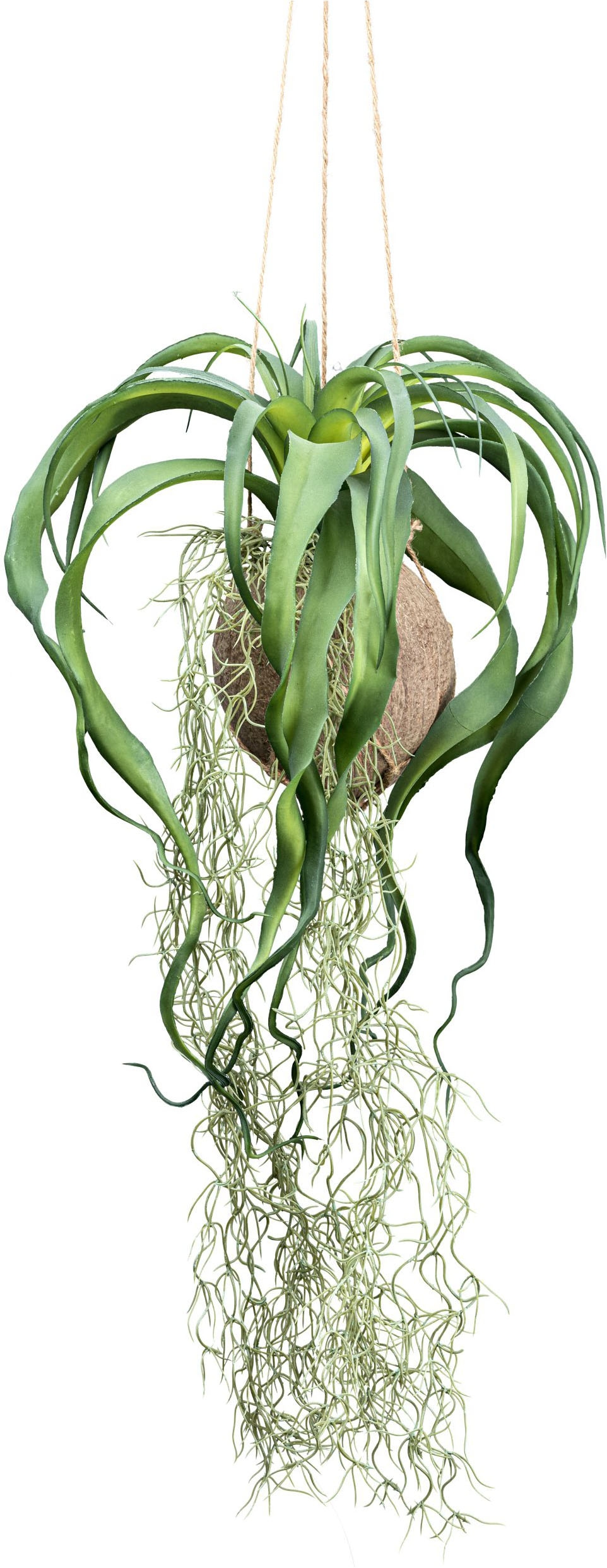 Kunstranke »Tillandsia Xerographica«, in natürlicher Kokosschale