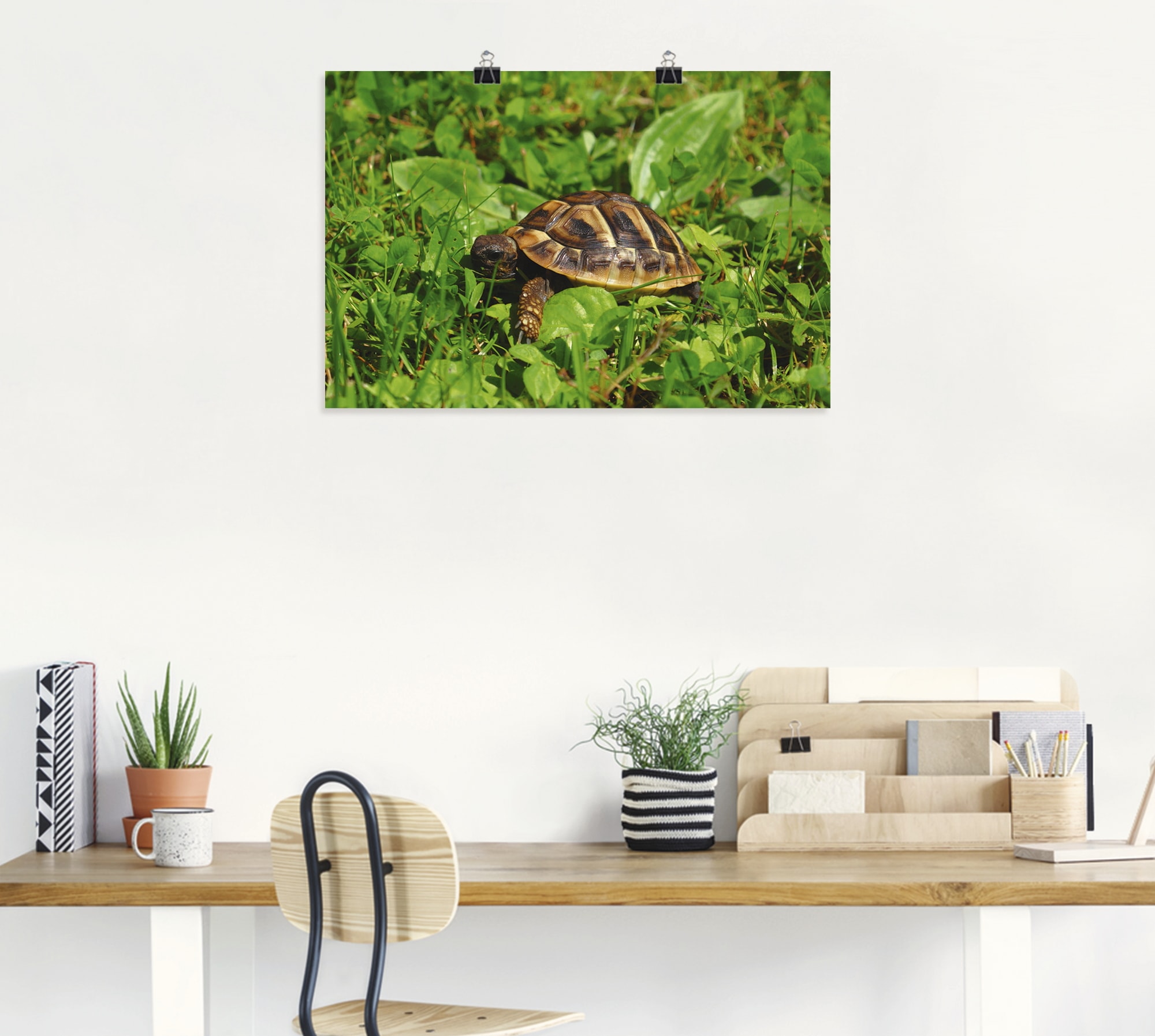 Artland Poster »Griechische Landschildkröten Baby«, Reptilien, (1 St.), als Alubild, Leinwandbild, Wandaufkleber oder Poster in versch. Größen