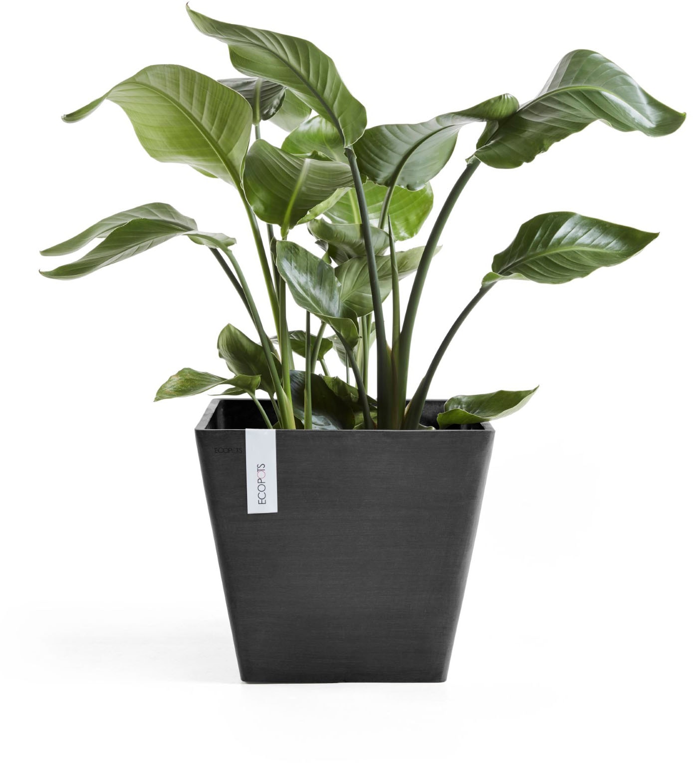 ECOPOTS Blumentopf »ROTTERDAM Dark Grey« BxTxH: 50x50x44 cm