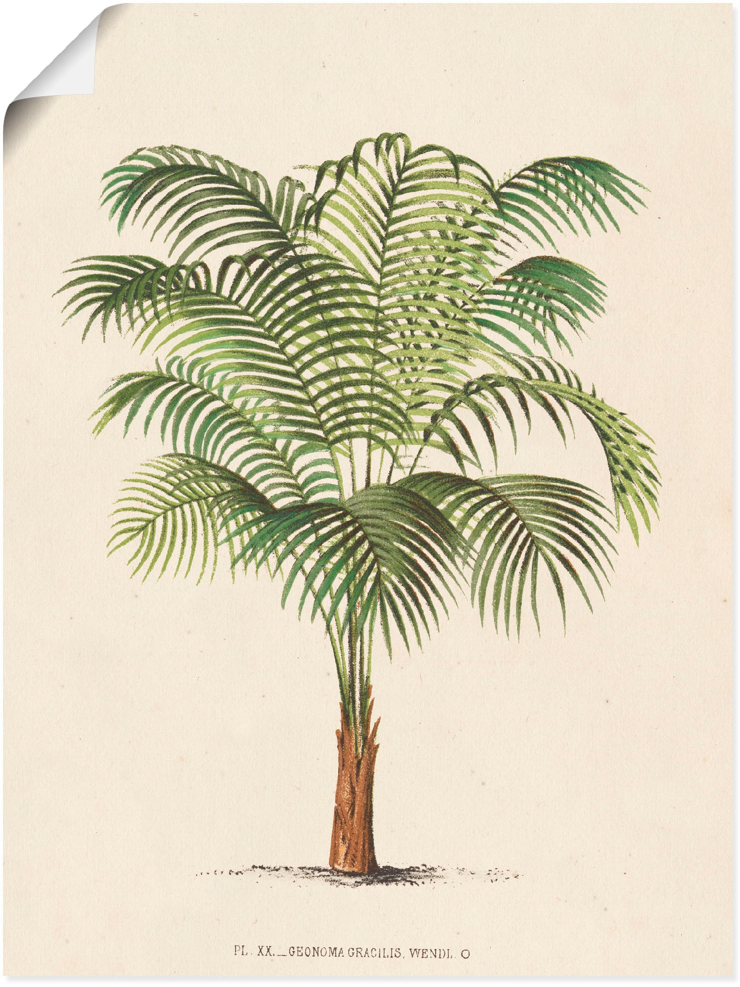 Artland | (1 Alubild, versch. II«, Wandaufkleber BAUR als Poster Pflanzen, in bestellen St.), »Palme Wandbild oder Leinwandbild, Größen