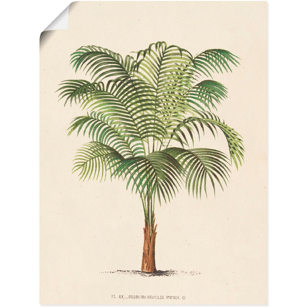 Artland Wandbild »Palme II«, Pflanzen, (1 St.)