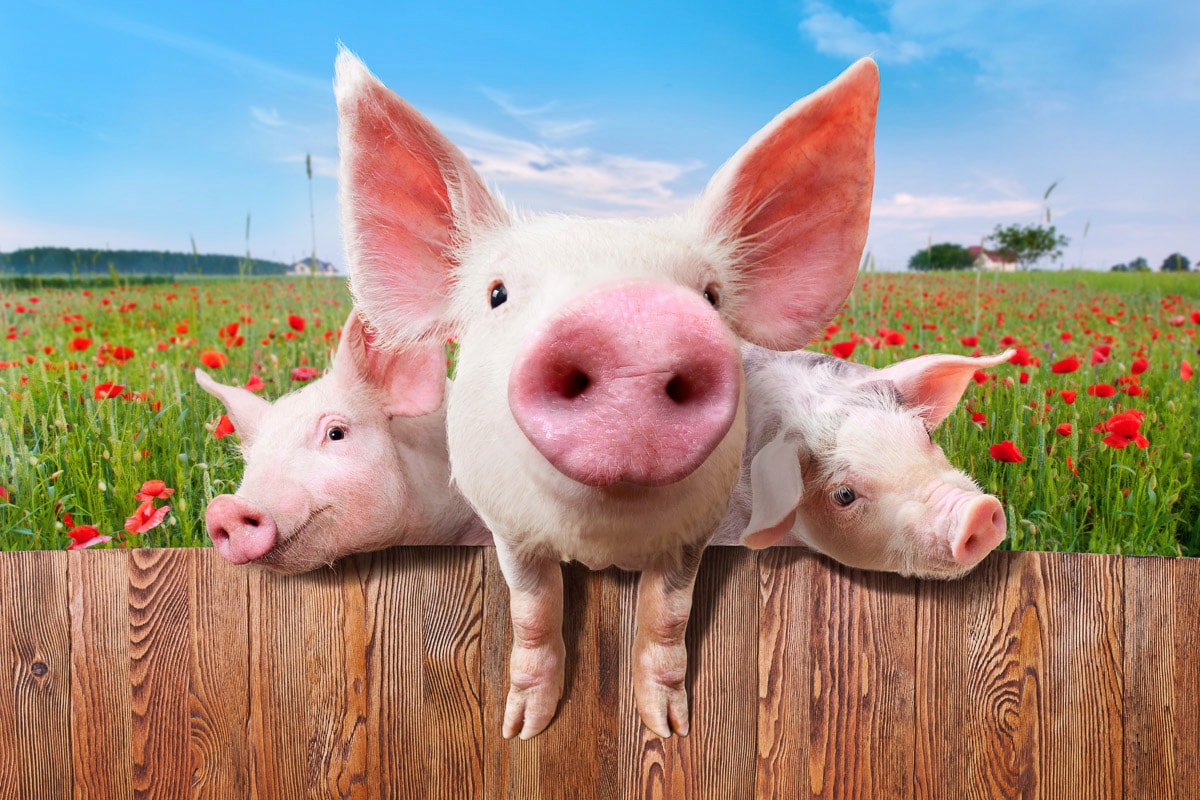 Papermoon "Schweine in Blumenwiese"