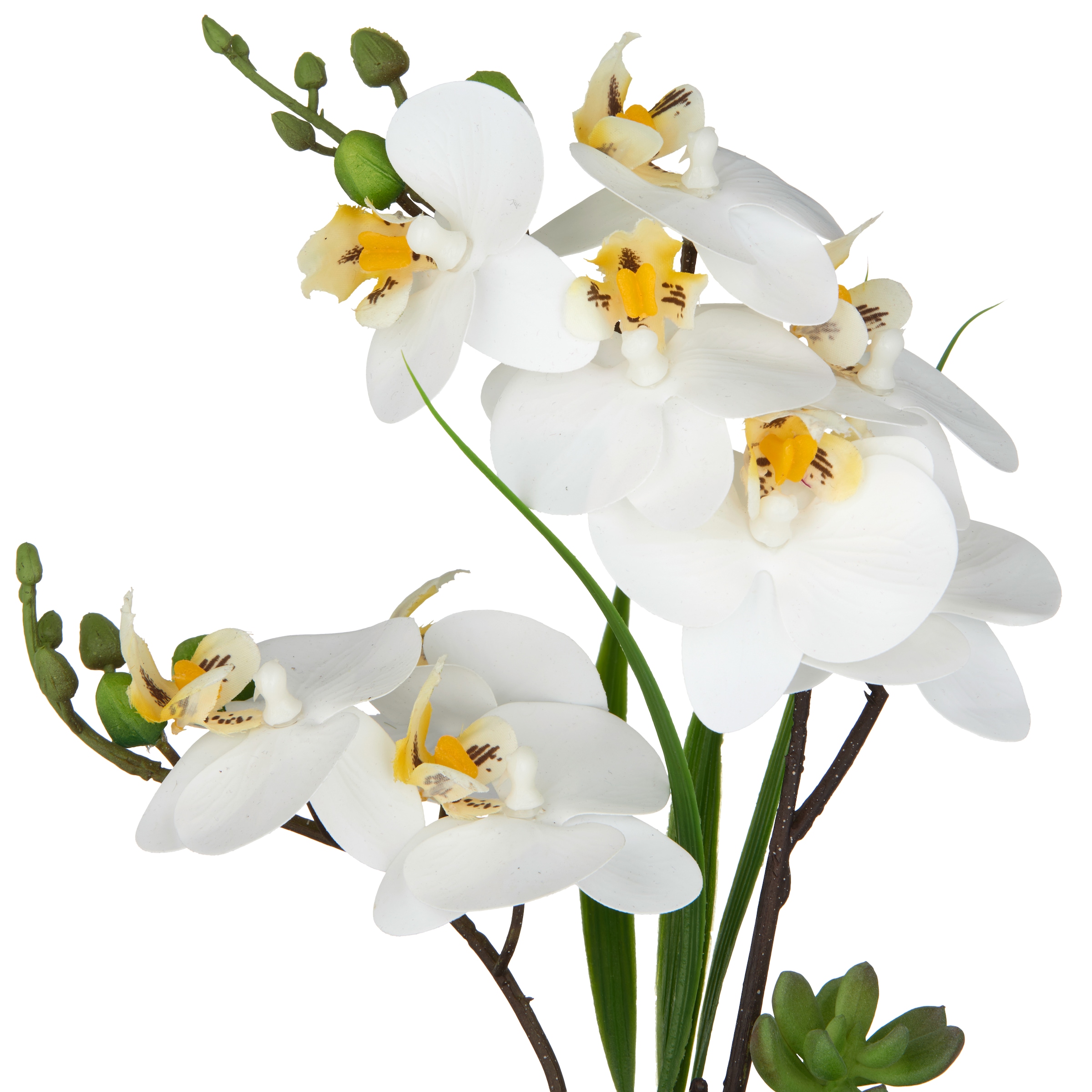 Creativ green Kunstorchidee »Orchidee Phalaenopsis«, mit real-touch-Blüten
