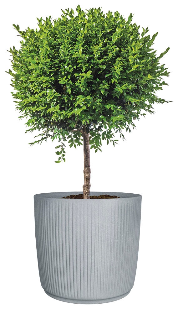 Scheurich Pflanzkübel »40/259 Linetto« dickwandiger Topf aus hochwertigem Kunststoff, ØxH: 38,6x35,3 cm