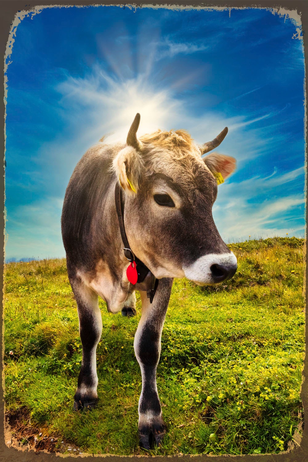 queence Metallbild "Alpen Kuh", Schriftzüge-Kuhbilder-Berge & Alpenbilder, günstig online kaufen