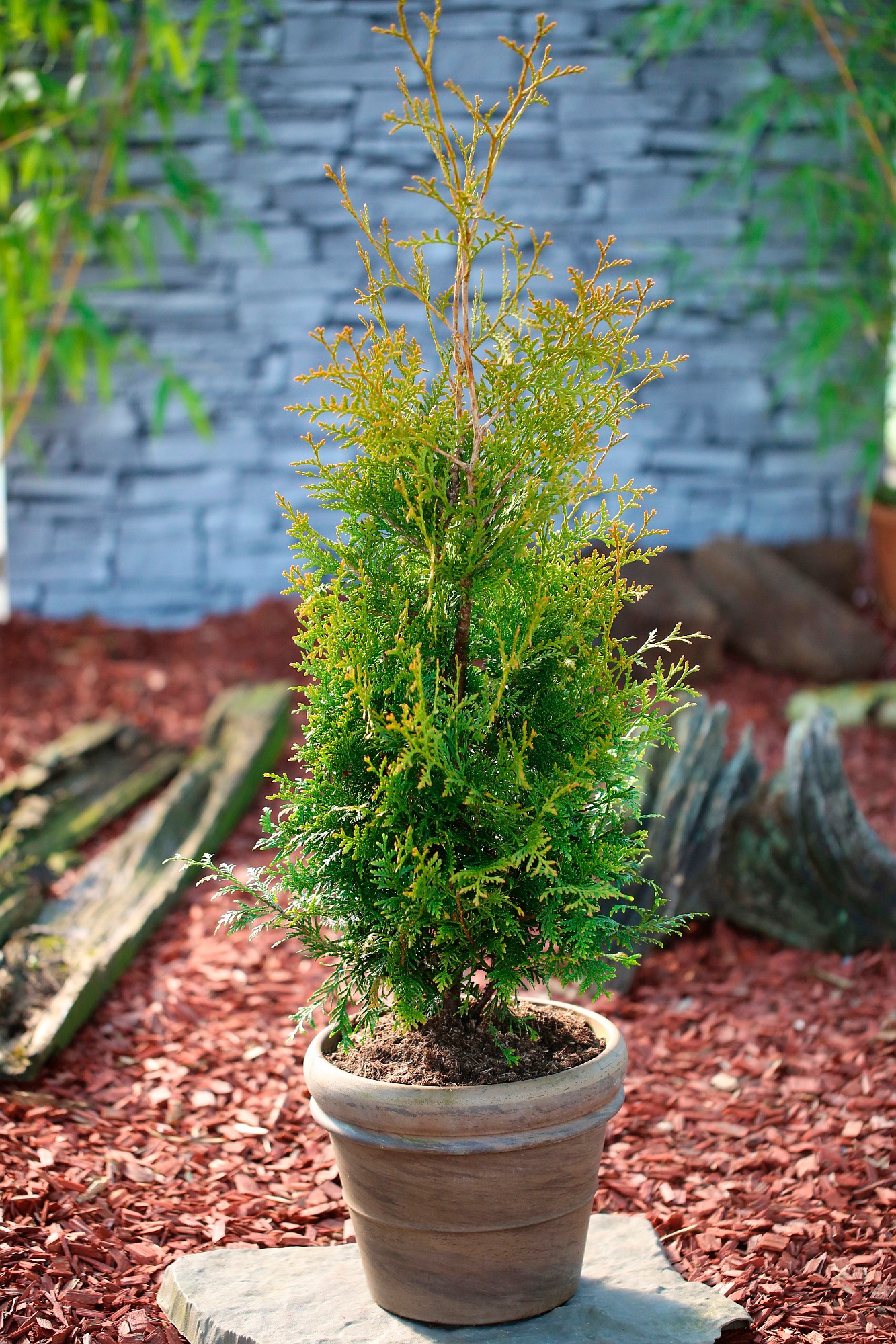 BCM Hecken »Lebensbaum 'Brabant'«, (3 St.), Höhe: 60-80 cm, 3 Pflanzen kaufen