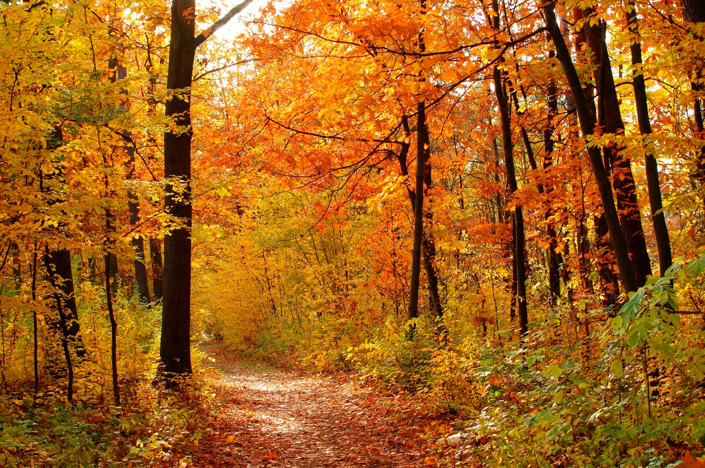 Papermoon Fototapete "Autum Forest" glatt