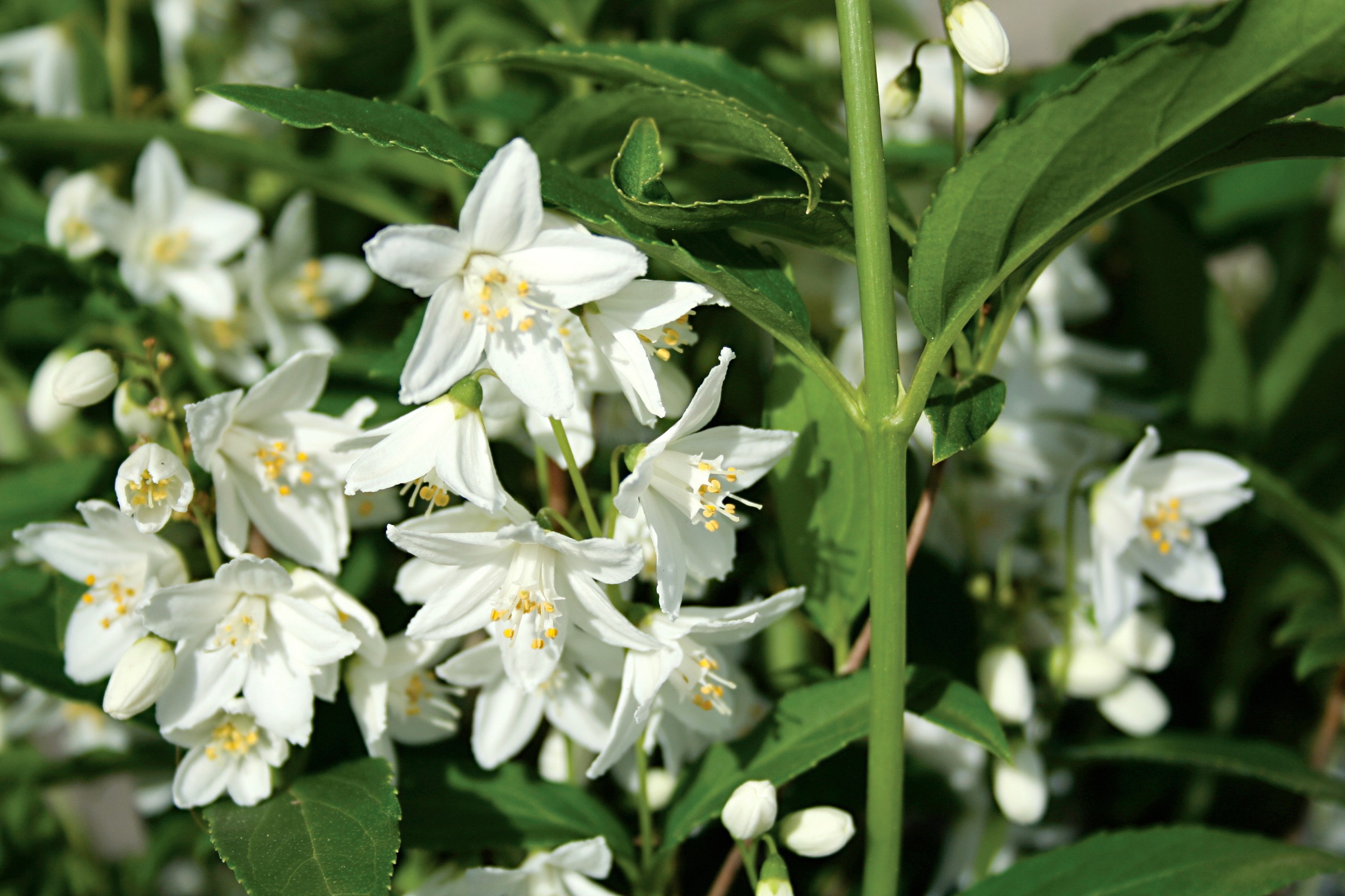 BCM Gehölze »Deutzie, Maiblumenstrauch«, (2 St.), Höhe: 20-30 cm, 2 Pflanzen kaufen