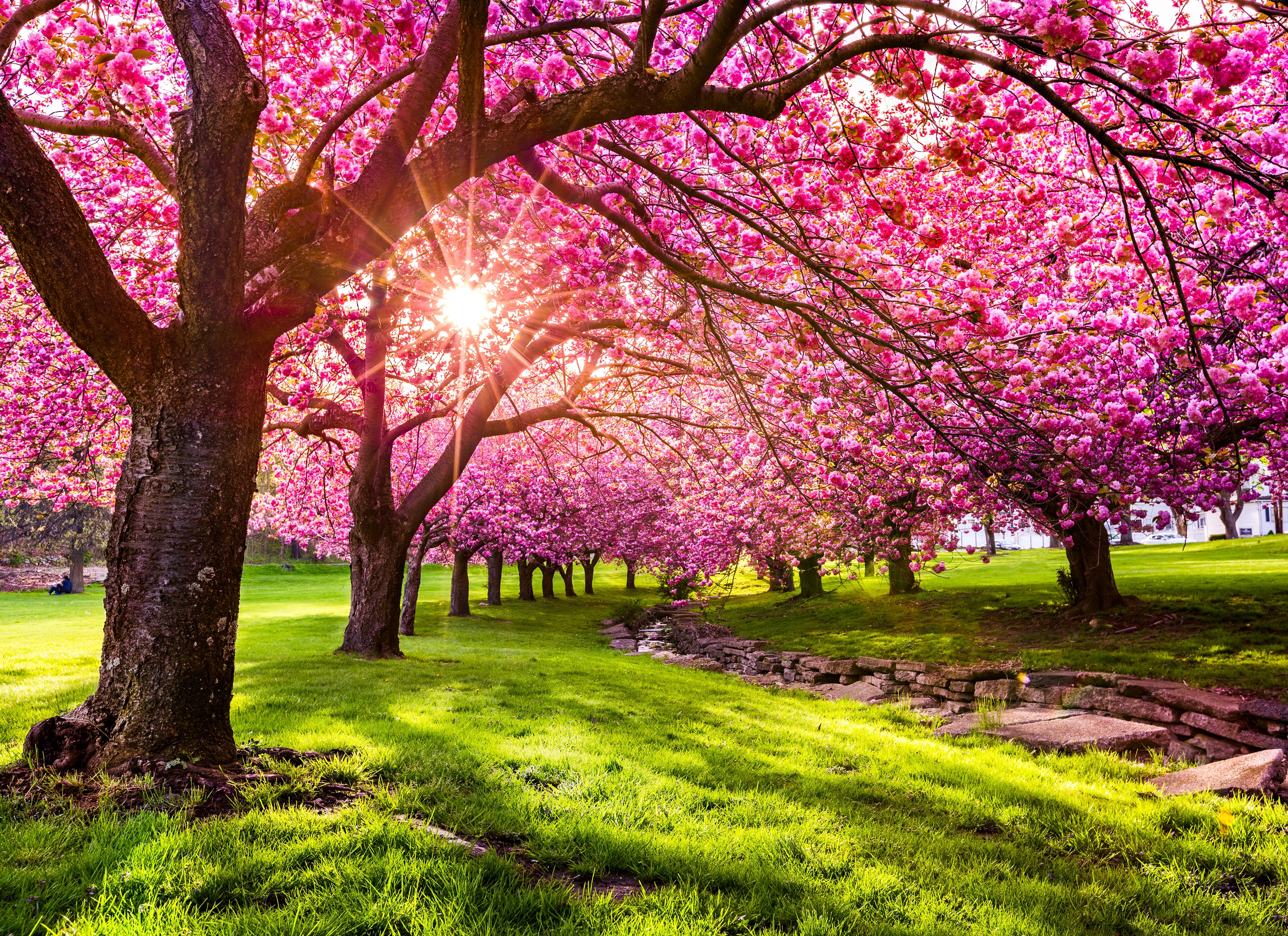 Papermoon Fototapete "Cherry Tree Blossom" glatt
