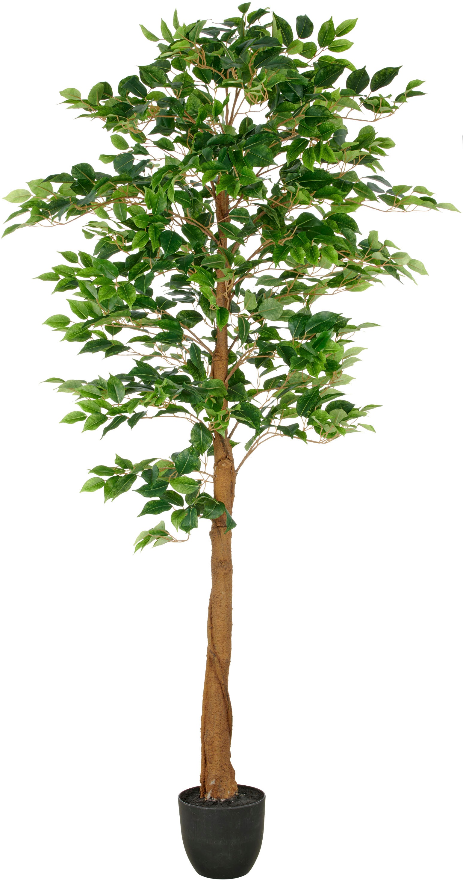 Creativ green Kunstbaum "Ficus Benjamina", mit naturgetreuem Blattwerk und günstig online kaufen