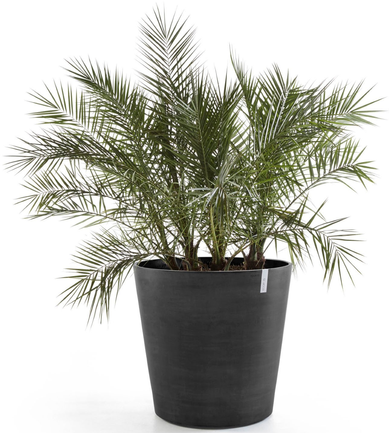 ECOPOTS Blumentopf »Amsterdam mit Rollen 100 Dunkelgrau« für innen und außen: frostsicher, bruchsicher und lichtbeständig