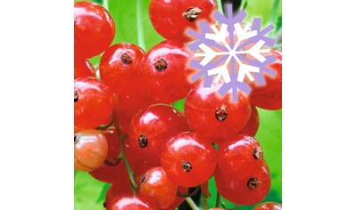 BCM Obstpflanze »Johannisbeere Polar Fruits 'Red Currant Berry' (rot)«, (2 St.), Höhe:... kaufen