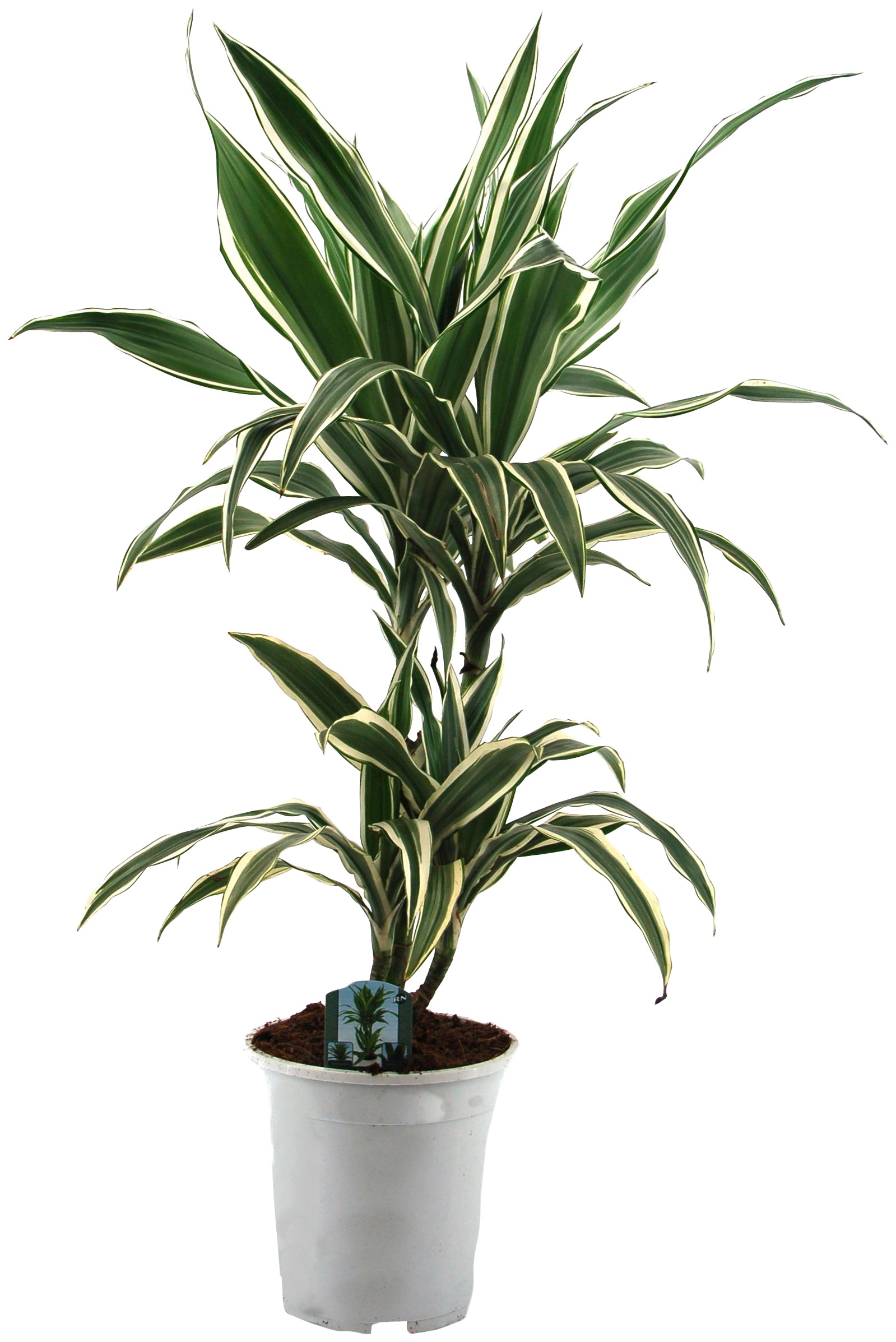 Dominik Zimmerpflanze »Drazena«, (1 St.), Höhe: 50 cm, 1 Pflanze kaufen