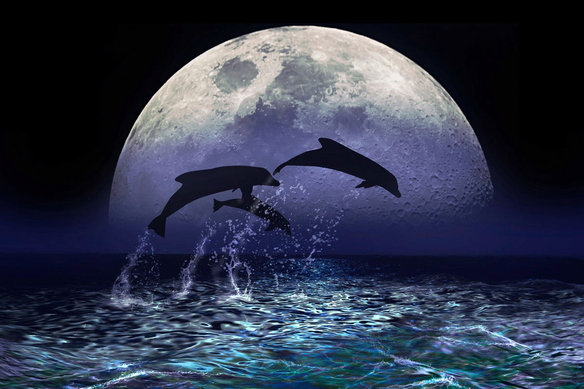 Papermoon Fototapete "Delfine bei Nacht"