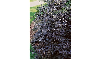 BCM Gehölze »Duft-Holunder 'Black Beauty'®«, (1 St.), Höhe: 60 cm, 1 Pflanze kaufen