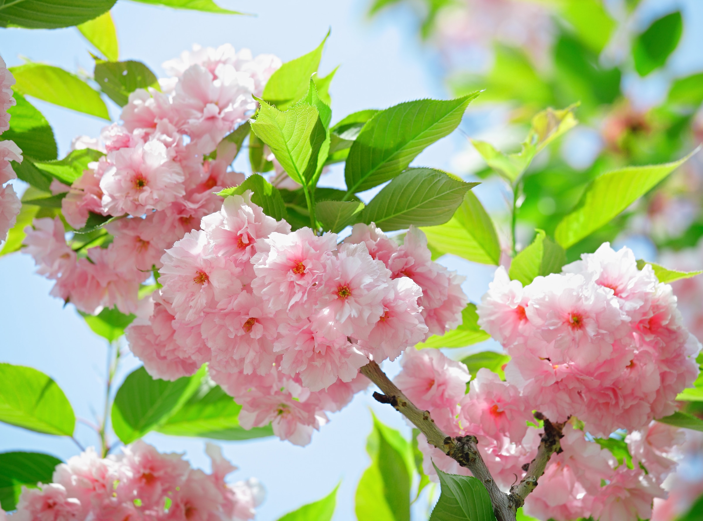 Papermoon Fototapete "Sakury Cherry Blossom" glatt günstig online kaufen