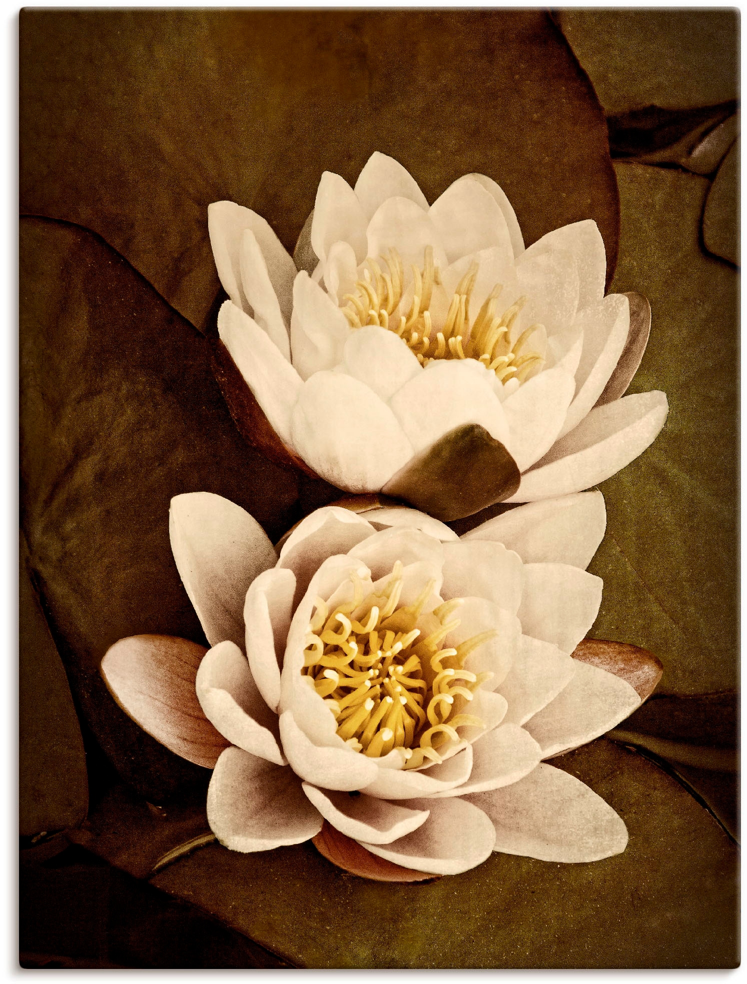 Artland Leinwandbild "Seerosenblätter Duo", Blumen, (1 St.), auf Keilrahmen gespannt