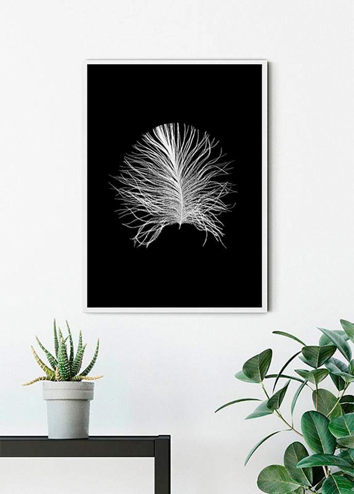 Komar Bild »Feather Black«, Federn, (1 St.), Wandbild zur Dekoration - ohne Rahmen