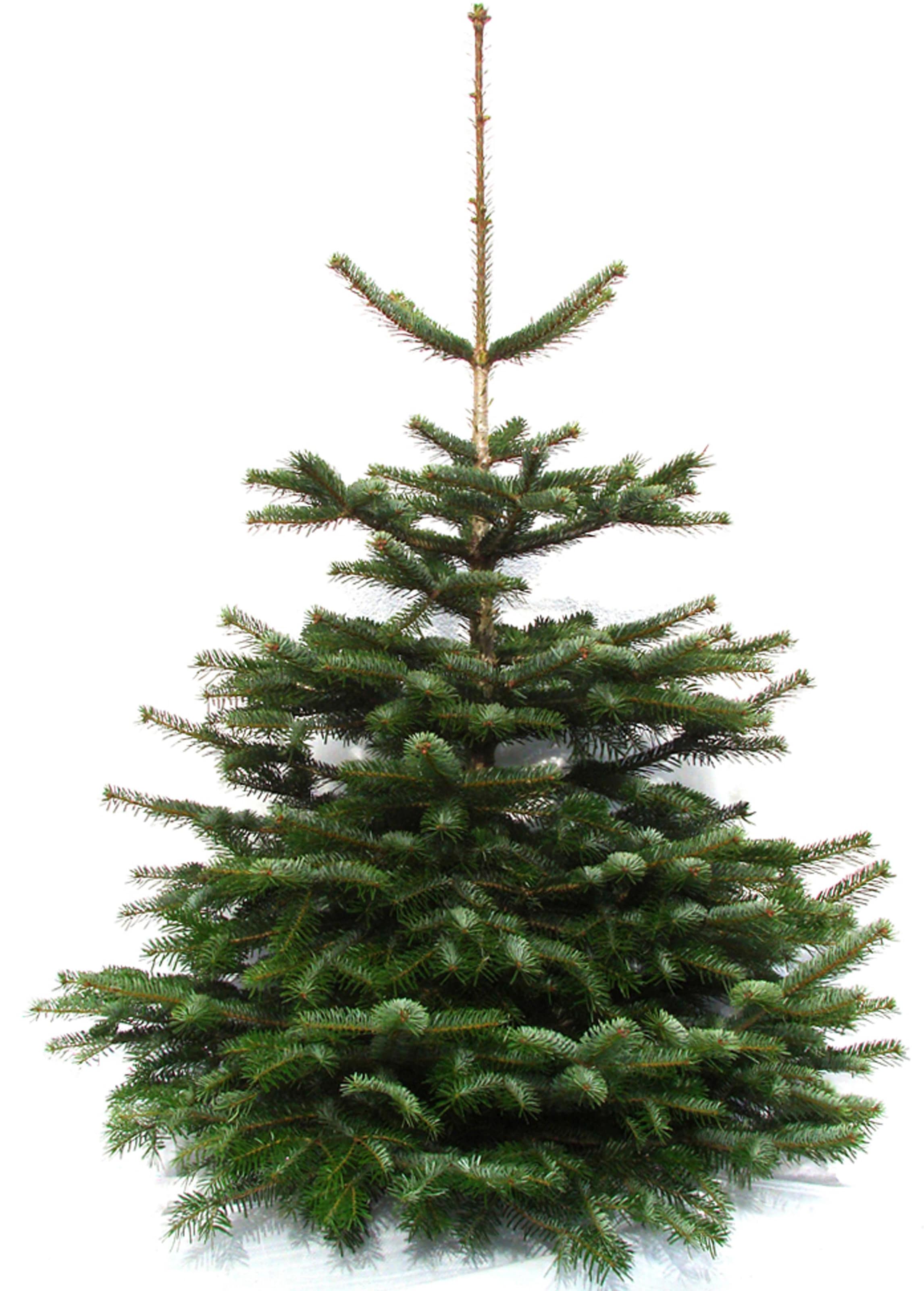 Weihnachtsbaumland Echter Weihnachtsbaum »Echte Premium-Nordmanntanne, Weihnachtsdeko aussen«, Nordmanntanne