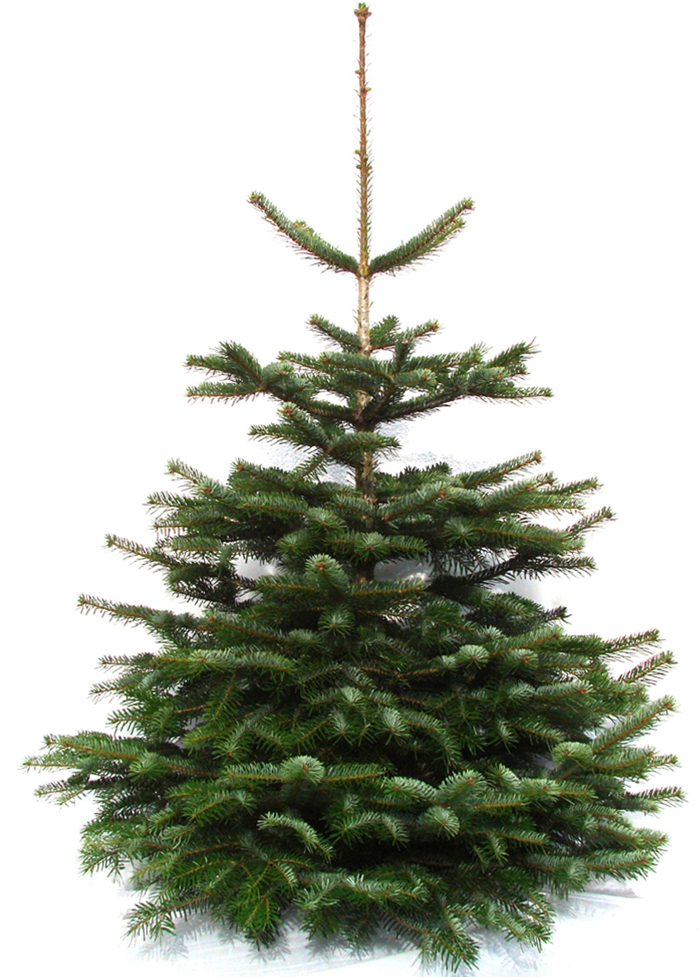 Weihnachtsbaumland Echter Weihnachtsbaum "Echte Premium-Nordmanntanne, Weihnachtsdeko aussen", Nordmanntanne