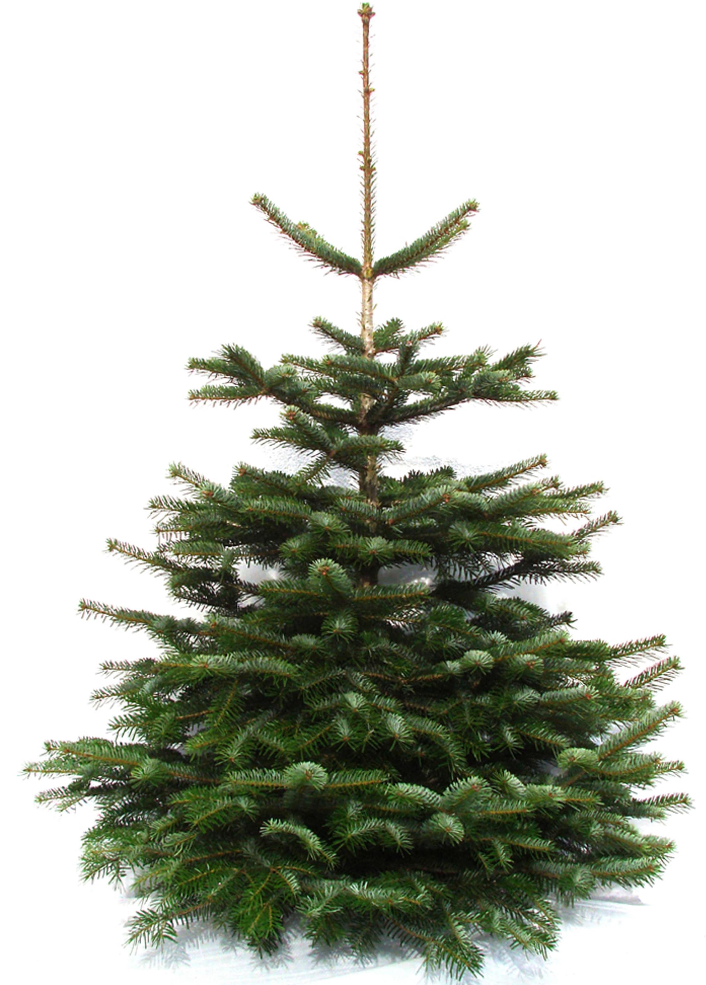 Weihnachtsbaumland Echter Weihnachtsbaum "Nordmanntanne, Premium, Baumschul günstig online kaufen