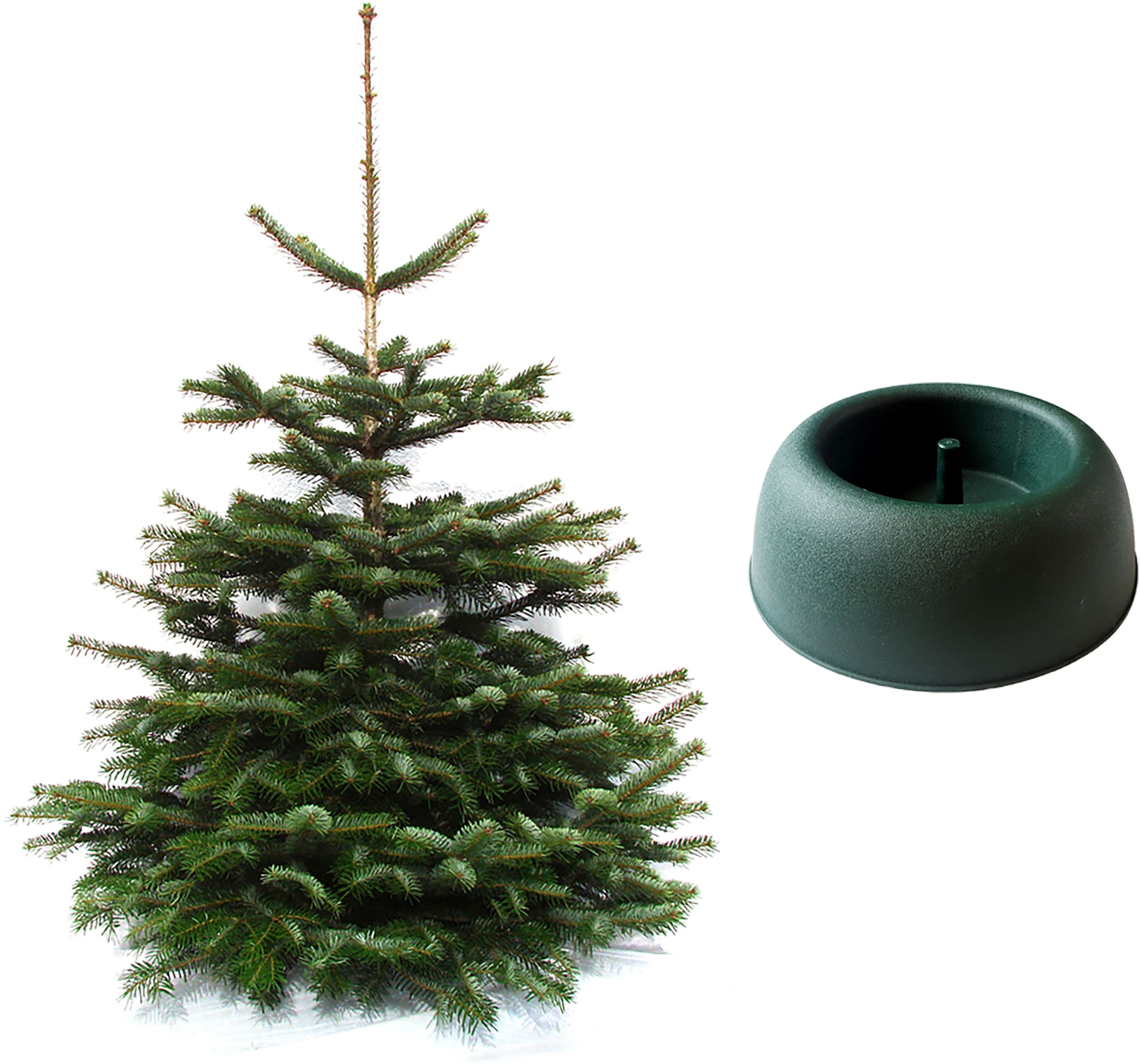 Weihnachtsbaumland Echter Weihnachtsbaum »Nordmanntanne inkl.  Mini-Baumständer, Weihnachtsdeko«, Nordmanntanne, Höhe ca. 100 bis 120 cm  kaufen | BAUR