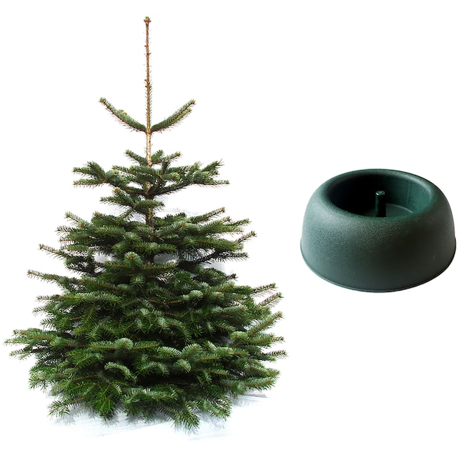 Weihnachtsbaumland Echter Weihnachtsbaum »Nordmanntanne inkl.  Mini-Baumständer, Weihnachtsdeko«, Nordmanntanne, Höhe ca. 100 bis 120 cm  kaufen | BAUR