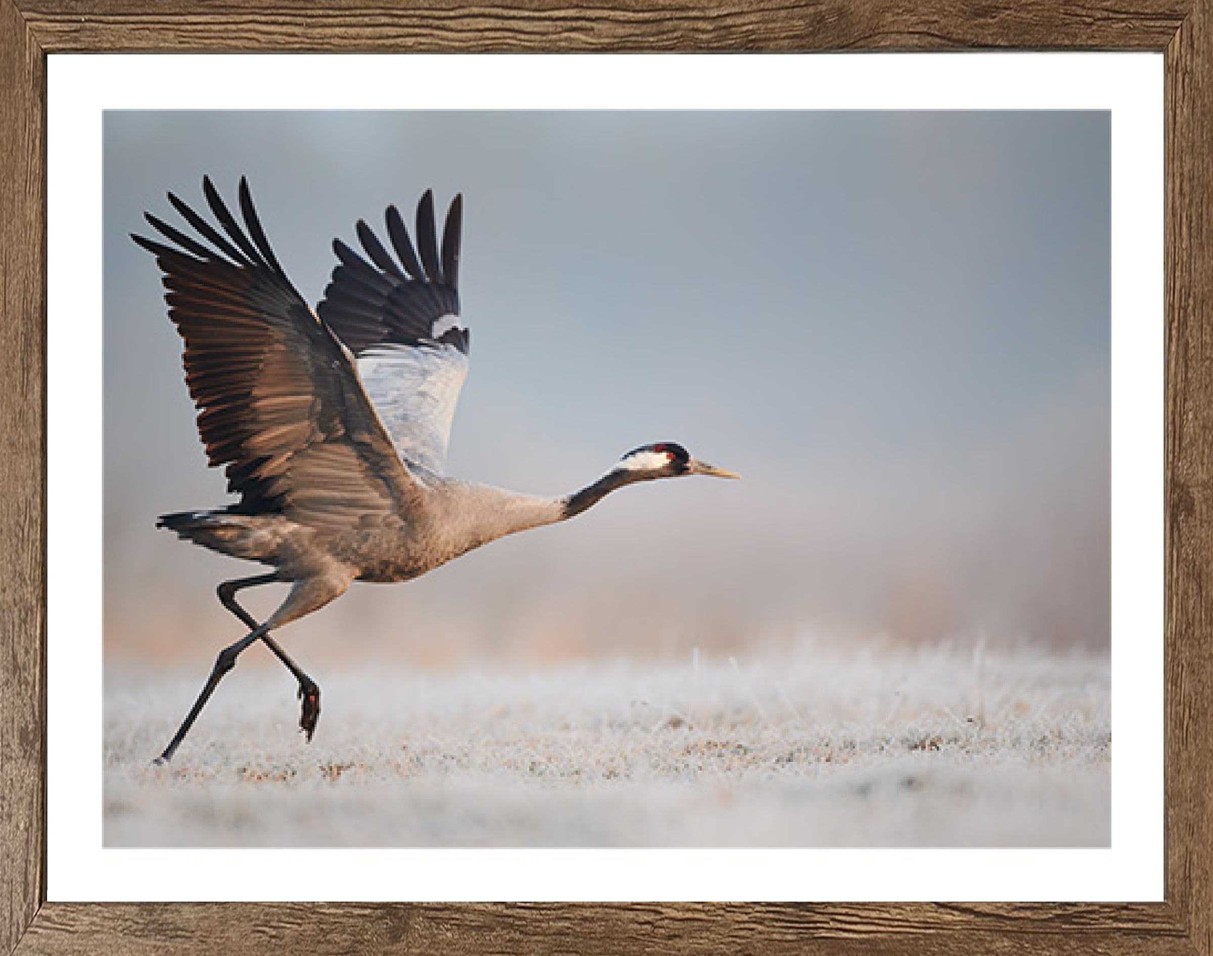 Bönninghoff Bild mit Rahmen, Vögel-Vogelbilder-Tiere-Natur-Landschaft, (1 S günstig online kaufen