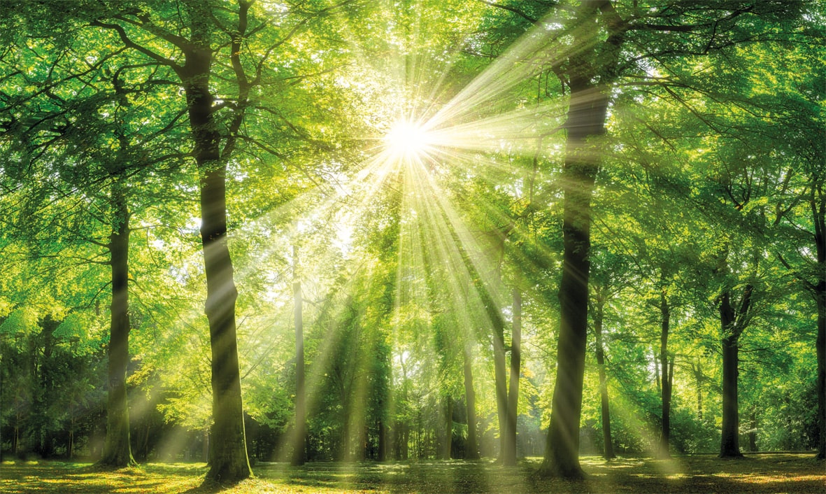 Bönninghoff "Wandbild WALD – Leinwandbild Keilrahmen" Bäume Natur Wald 1 Stk. tlg. auf Keilrahmen gespannt