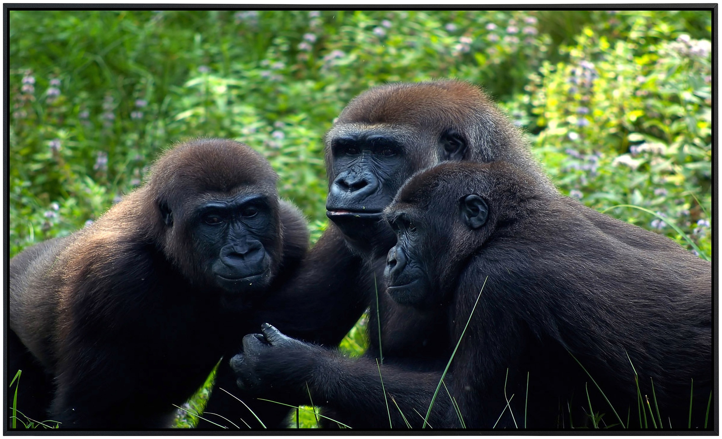 Papermoon Infrarotheizung »Gorilla Treffen«, sehr angenehme Strahlungswärme