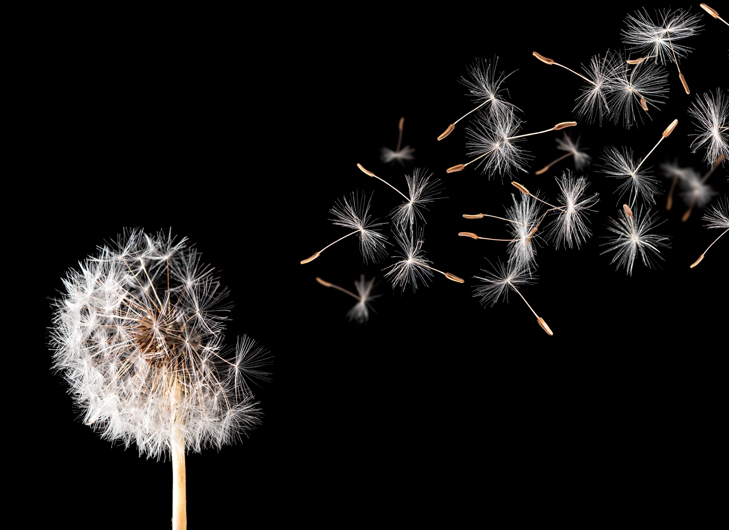 Papermoon Fototapete »Dandelion« glatt