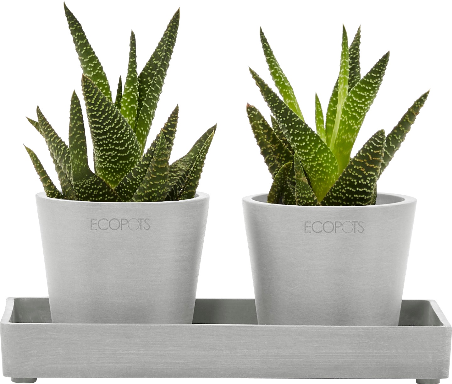 ECOPOTS Blumentopfuntersetzer »DISPLAY PLATTER«, für Ecopots Amsterdam, BxTxH: 10x10x2,5 cm