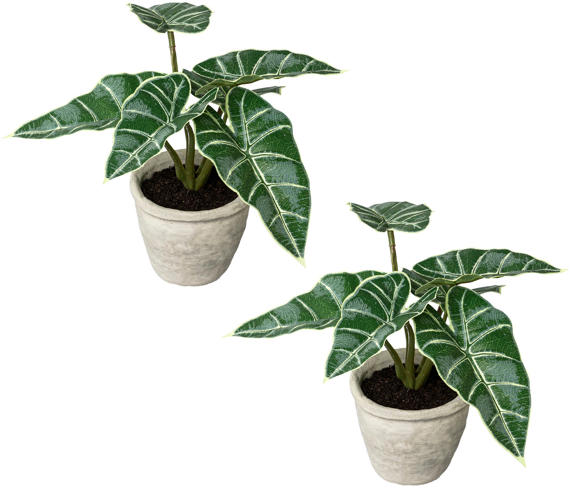 Creativ green Künstliche Zimmerpflanze »Blattpflanze Alocasia«, (2 St.), im... kaufen