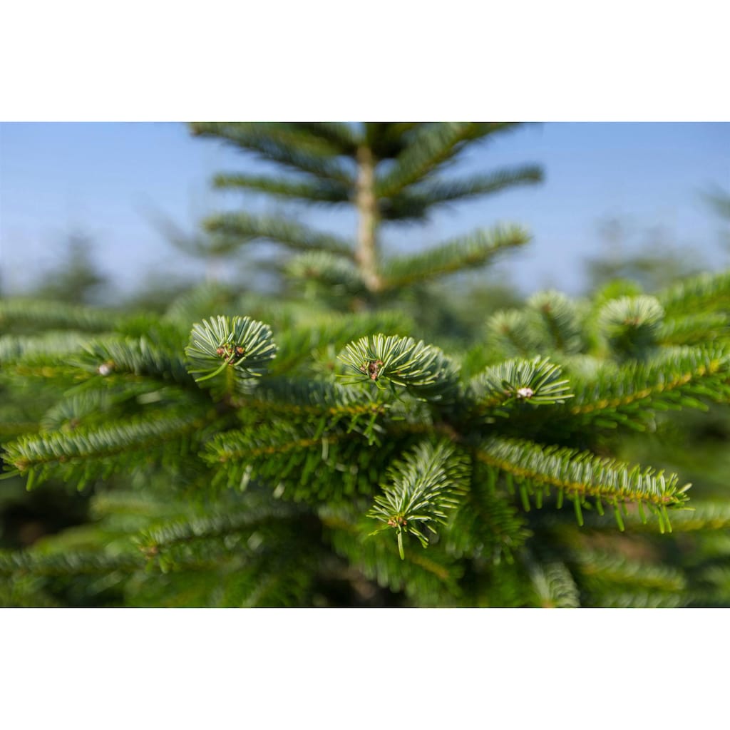 Weihnachtsbaumland Echter Weihnachtsbaum »Echte Nordmanntanne zum Einpflanzen«, im Topf gewachsen